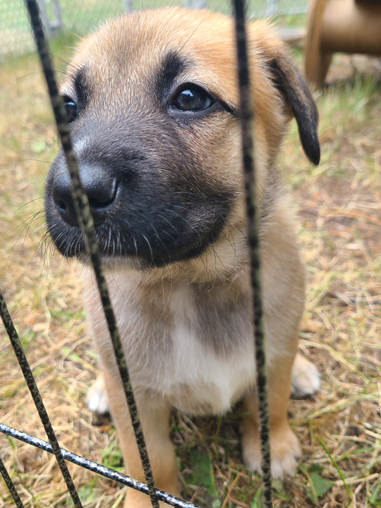chinook dog